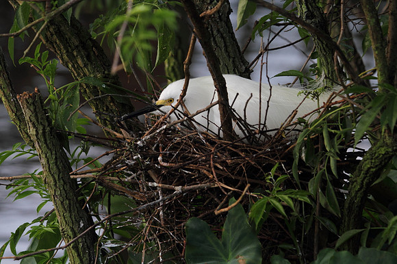Snowy Egret on nest