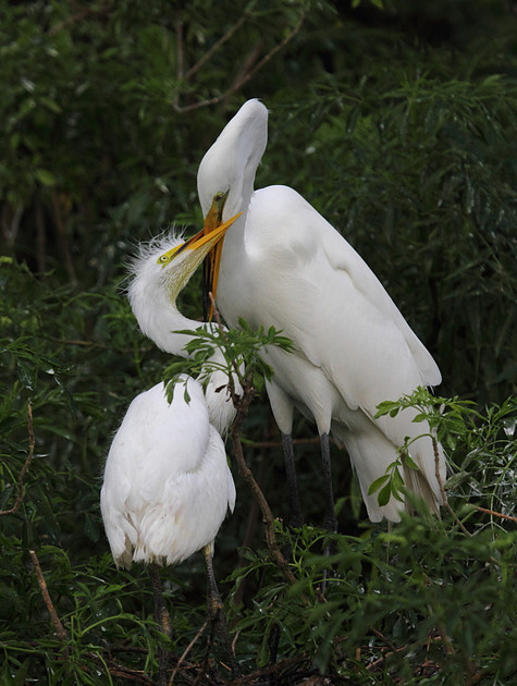 Great Egret with young