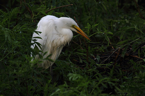 Great Egret
