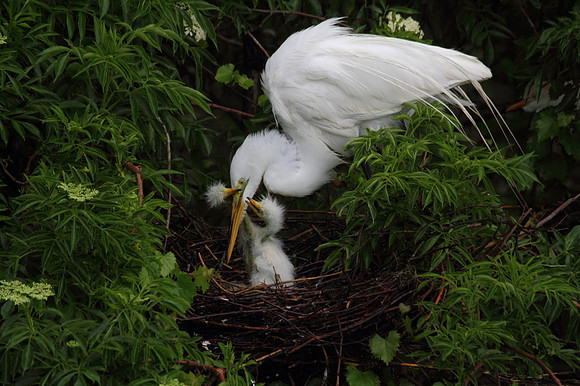 Great Egret feeding chicks
