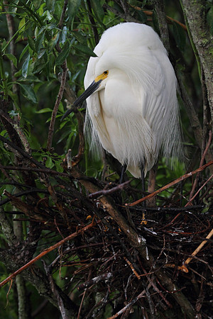 Snowy  Egret