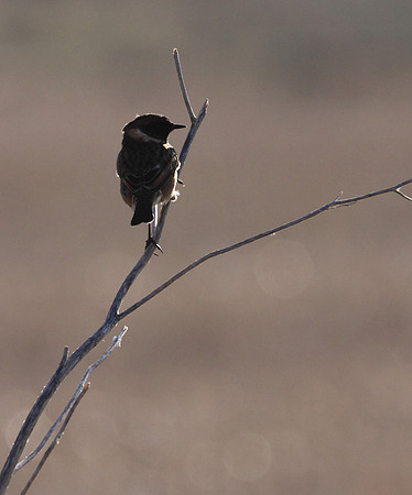 Stonechat