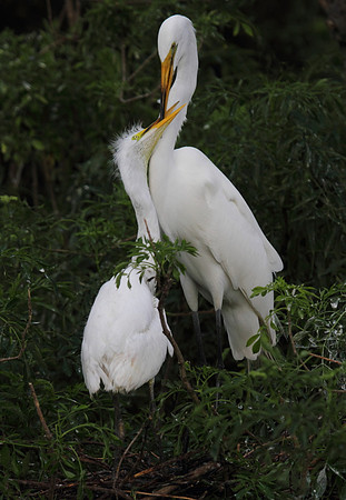 Great Egret with young