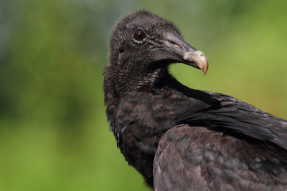 Black Vulture