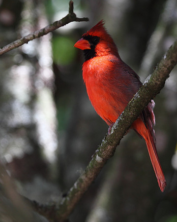 Northern Cardinal