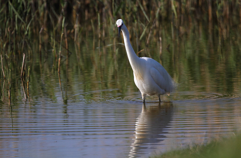 Little Egret