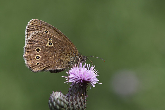 Ringlet