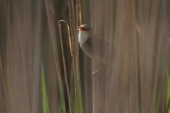 Reed Warbler