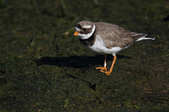 Ringed Plover