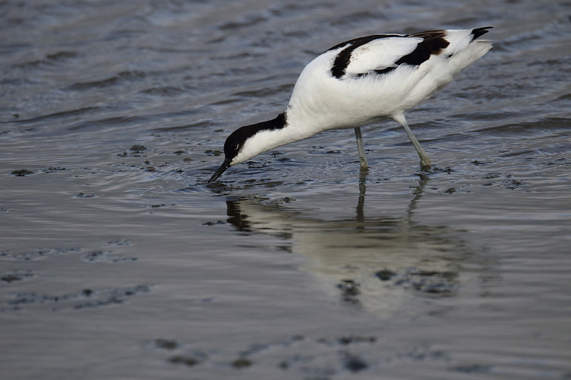 Avocet