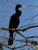 Anhinga