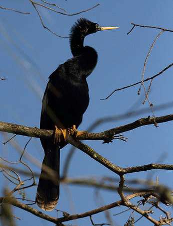 Anhinga