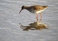 Redshank