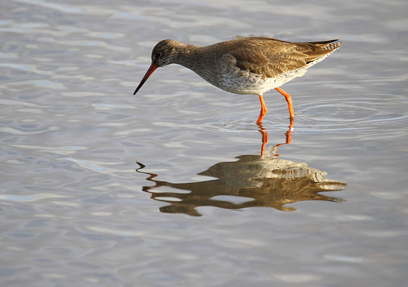 Redshank
