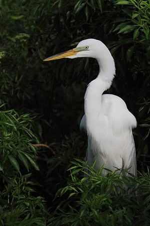Great Egret