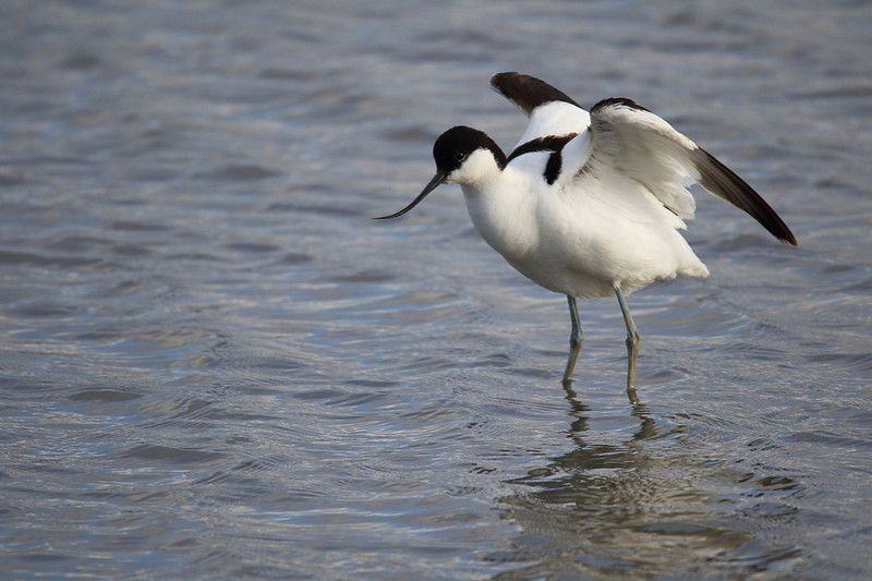 Avocet