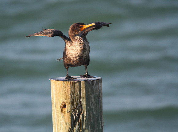 Double Crested Cormorant