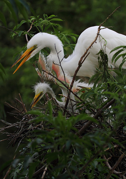 Great Egret with chick