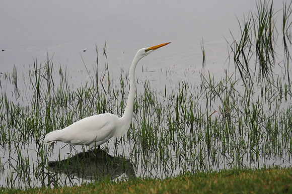 Great Egret