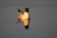 Black Headed Gull