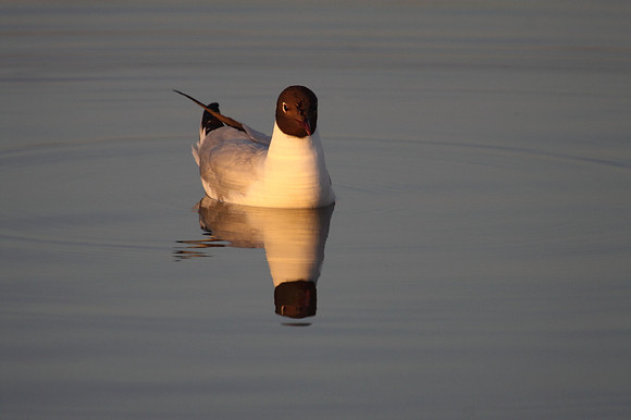Black Headed Gull
