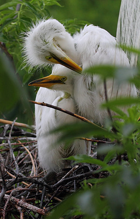 Great Egret chicks