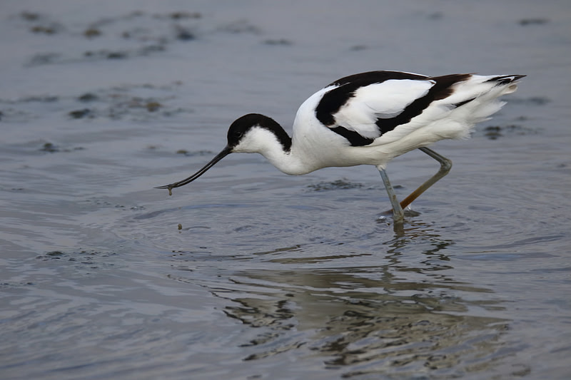 Avocet