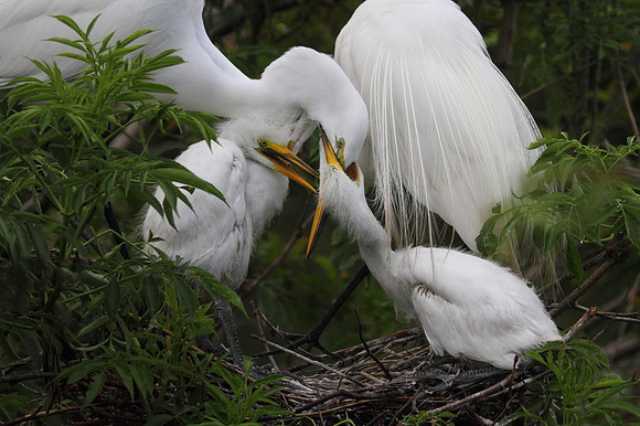 Great Egret feeding chicks
