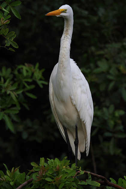 Great Egret