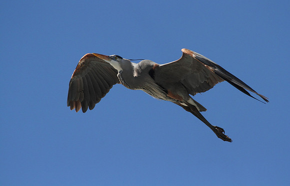 Great Blue Heron in Flight
