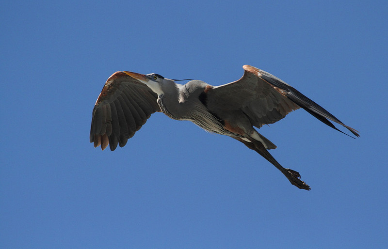 Great Blue Heron in Flight