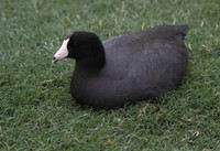 American Coot