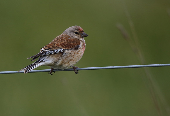 Linnet
