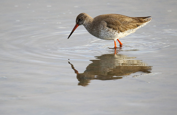 Redshank
