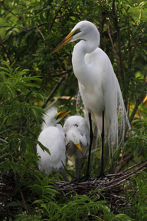 Great Egret with chicks