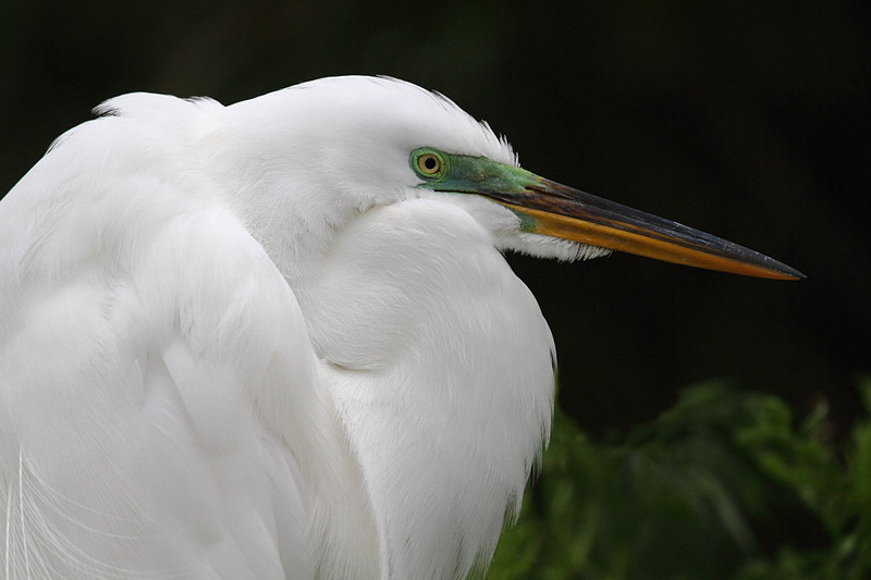 Great Egret