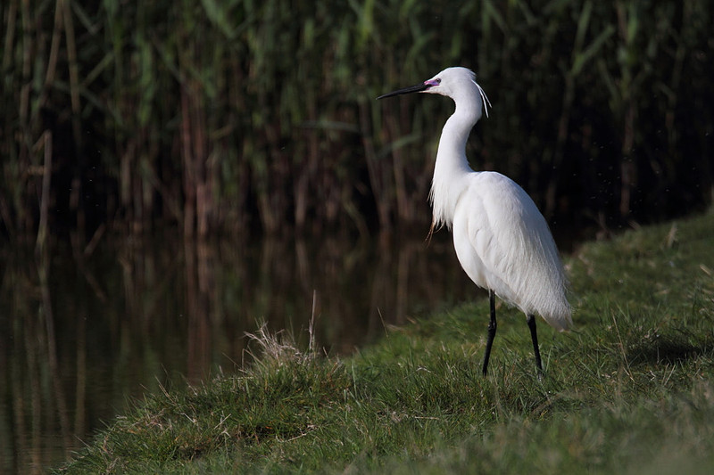 Little Egret