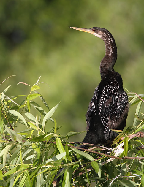 Anhinga