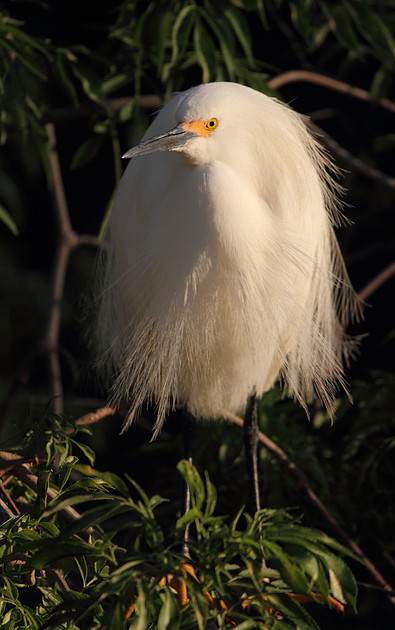 Snowy Egret