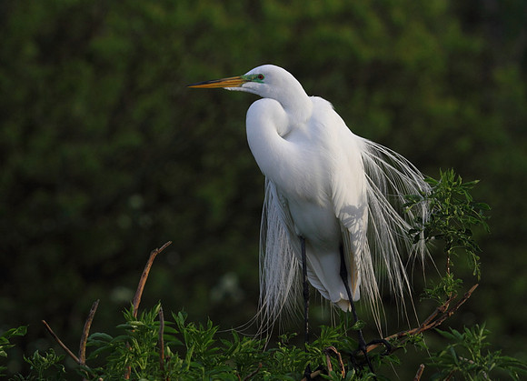 Great Egret