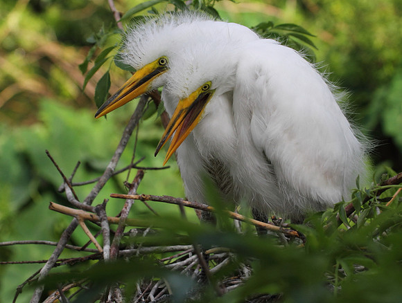 Great Egret chicks