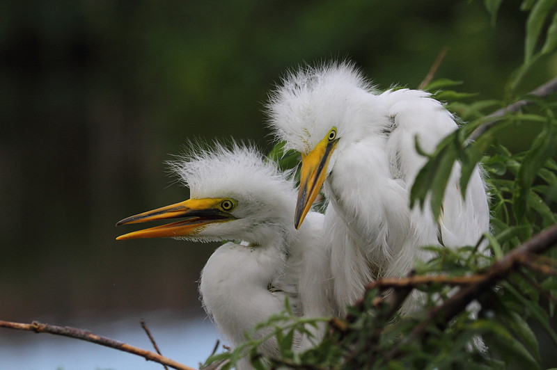 Great Egret chicks
