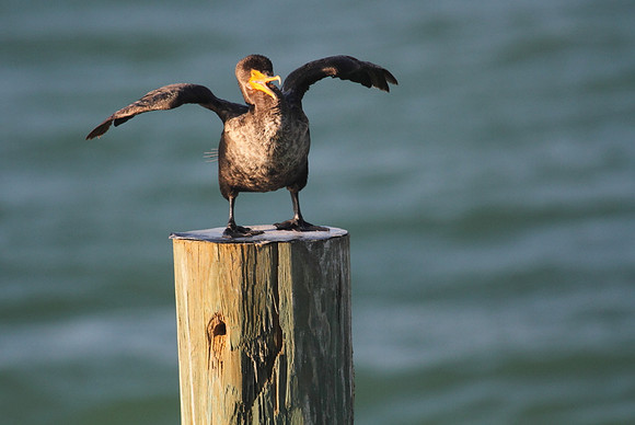 Double Crested Cormorant
