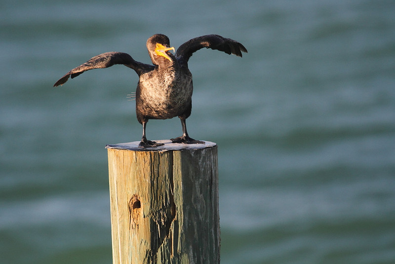 Double Crested Cormorant