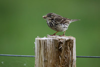 Meadow Pipit
