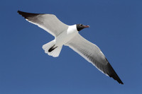 Laughing Gull