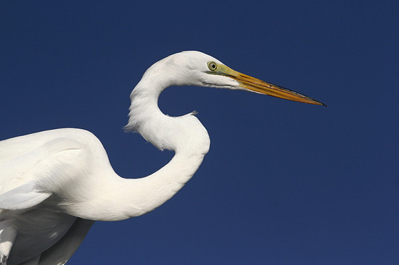 Great Egret