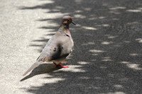 Mourning Dove