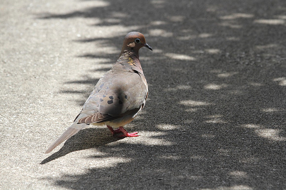 Mourning Dove