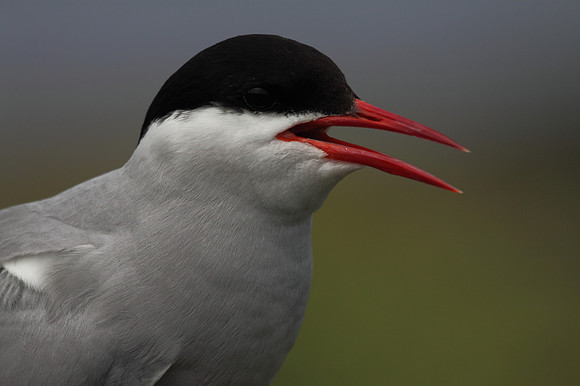 Arctic Tern